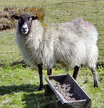 DMT3 Figure 4.92 Sheep