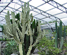 DMT3 Fig4 5 Cactus